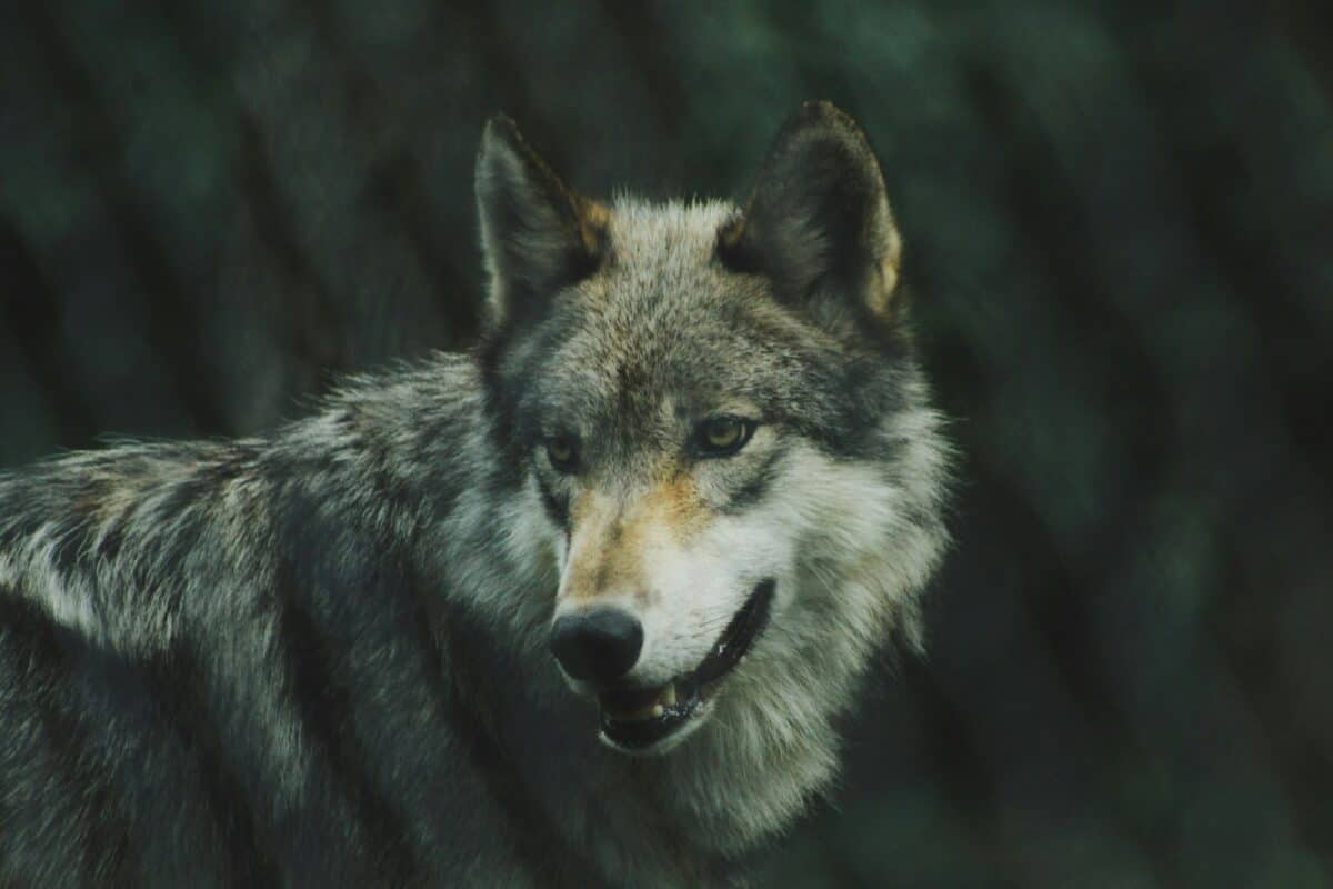 photographie de mise au point sélective du loup gris