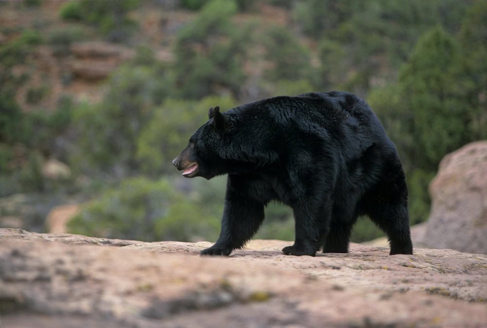 Ours