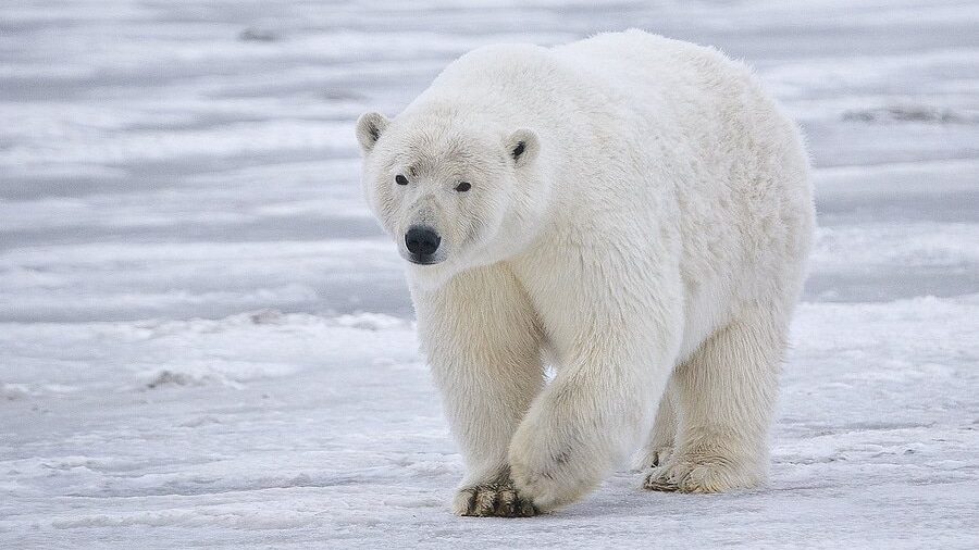 Ours polaire dans la neige