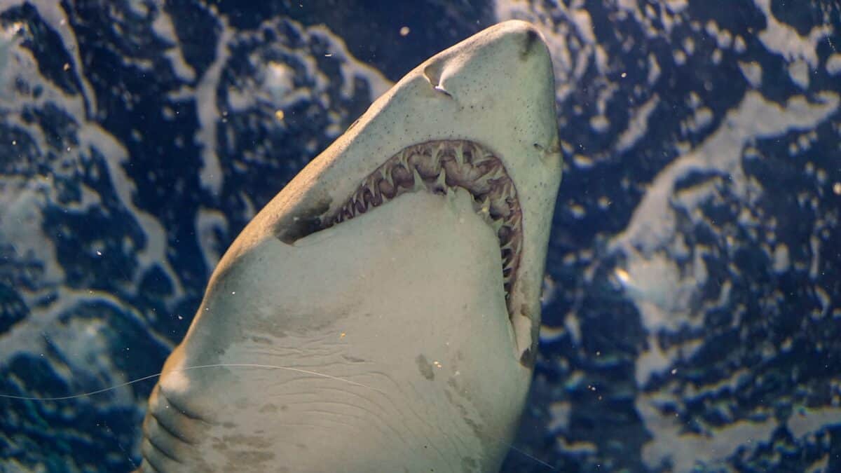 Grand requin blanc
