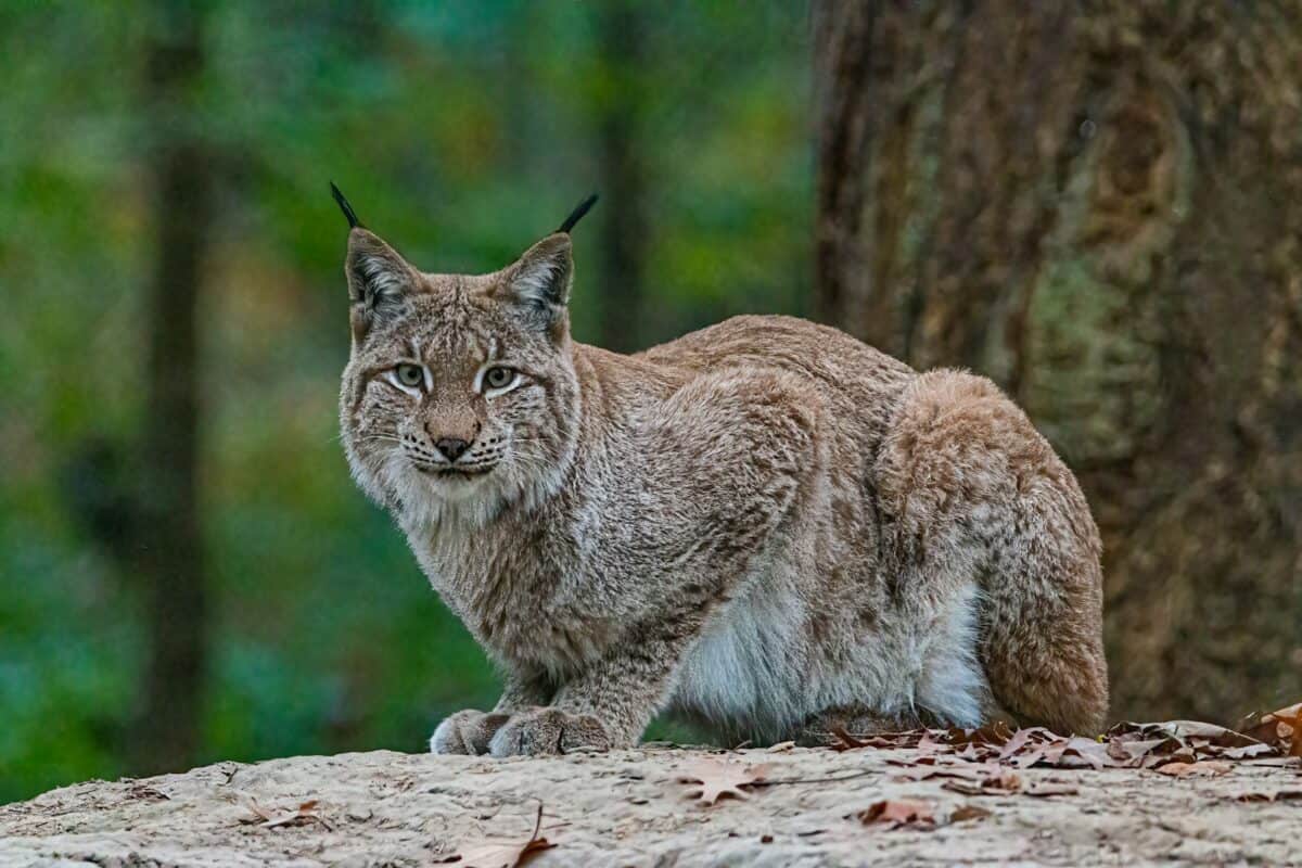 un chat sauvage assis sur un rocher