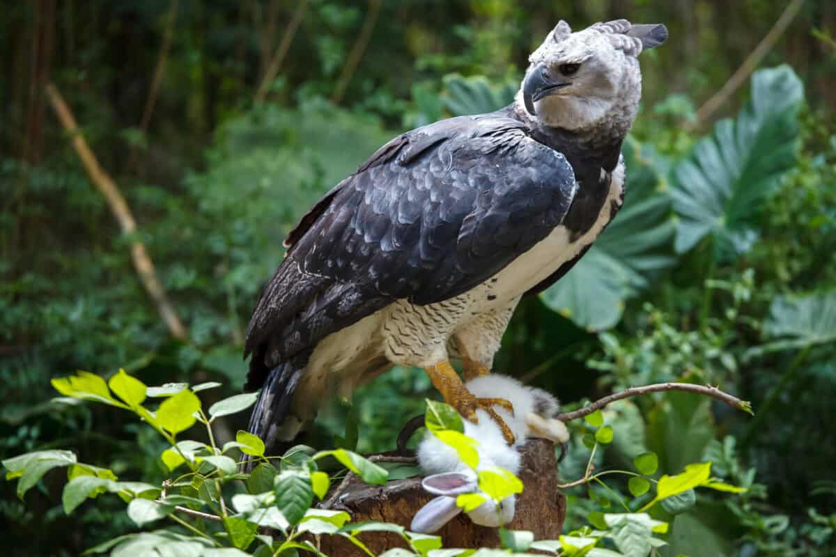 Aigle harpie