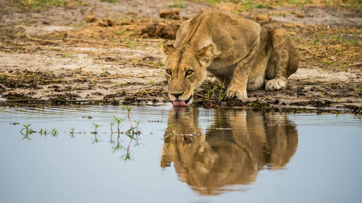 lionne buvant de l'eau