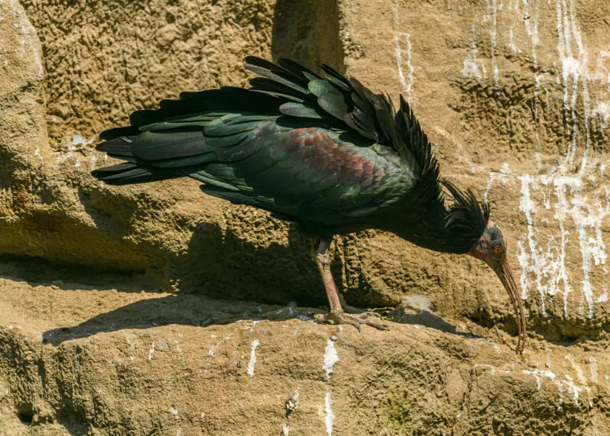 Ibis chauve sur rock