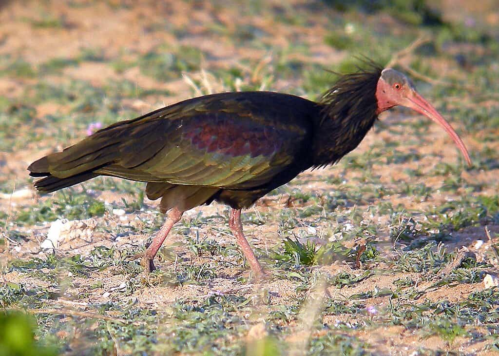 Ibis chauve du Nord