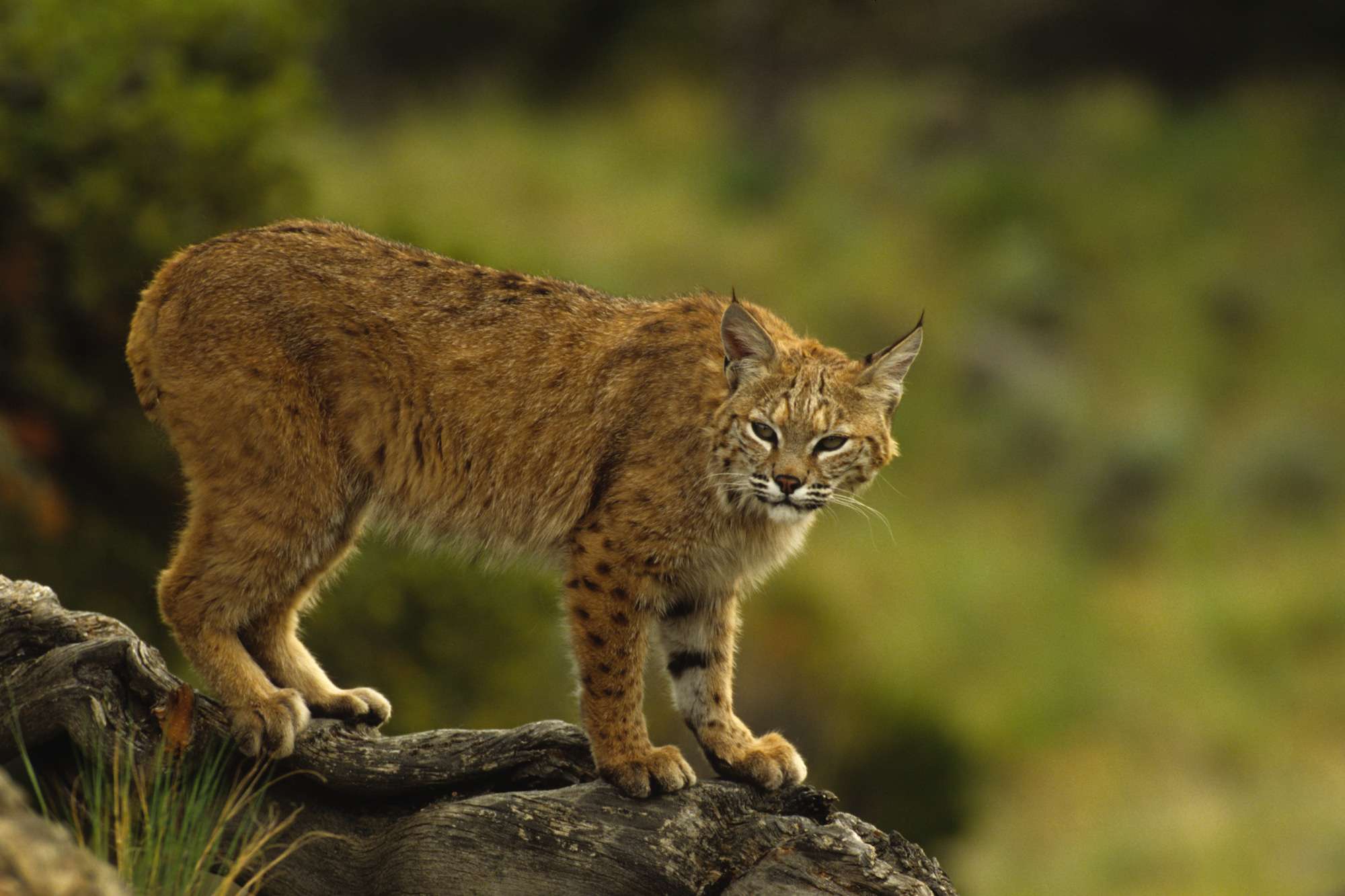Lynx