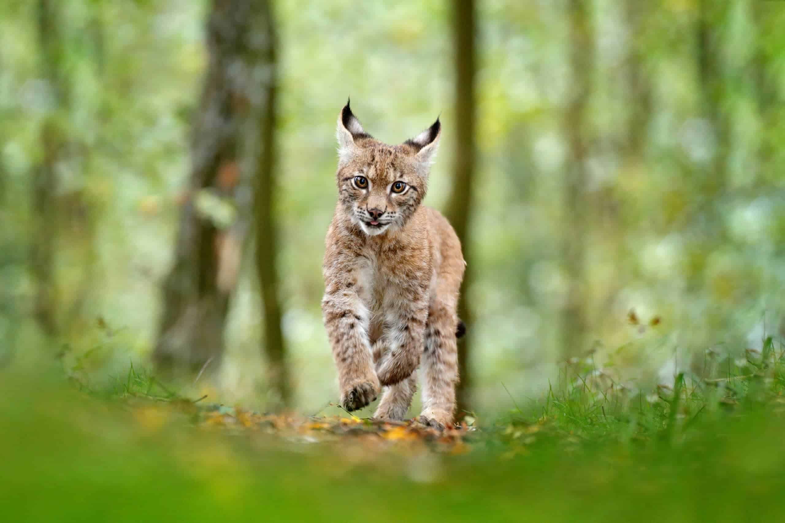 Lynx Mama lui apporte 7 chatons