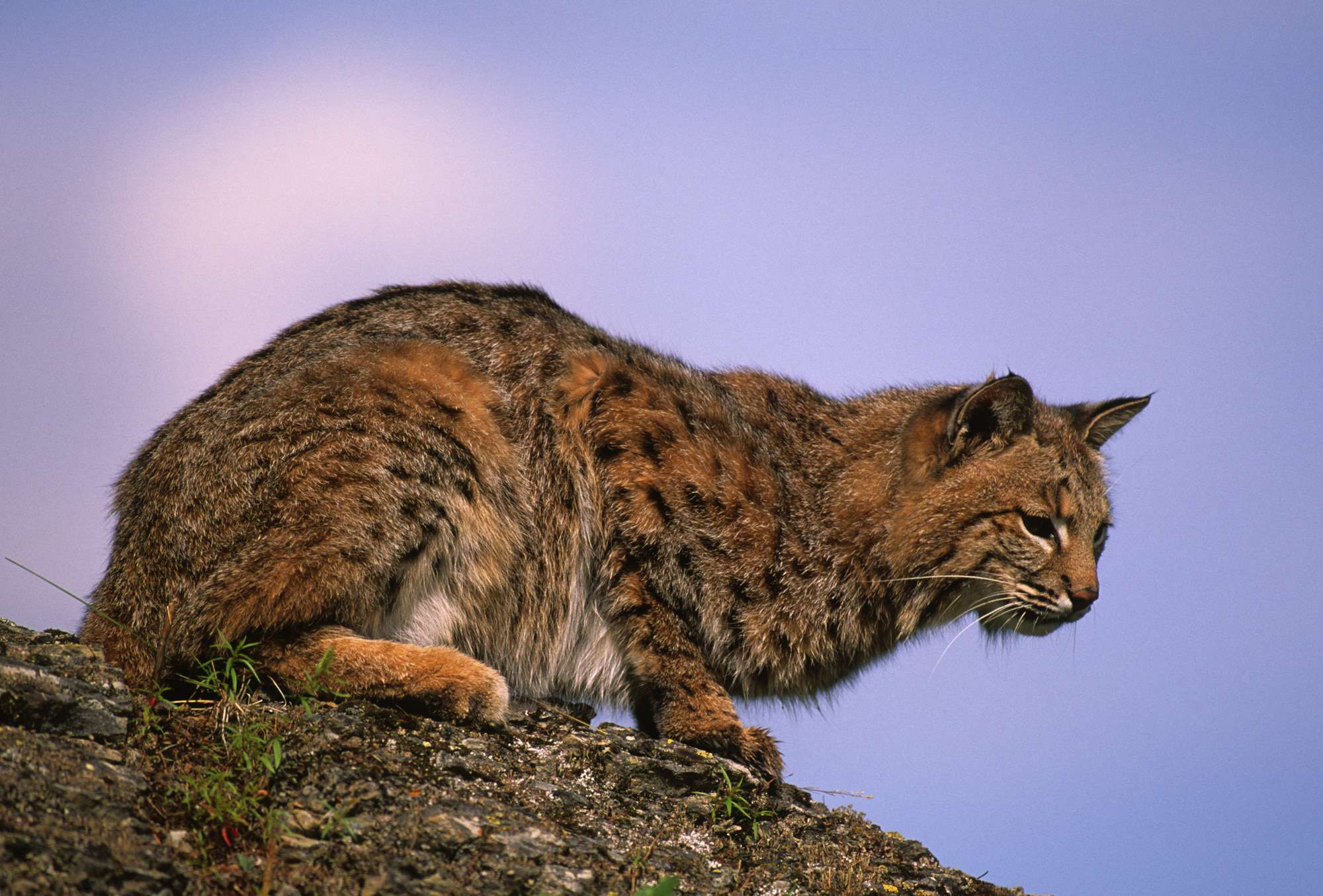 Lynx