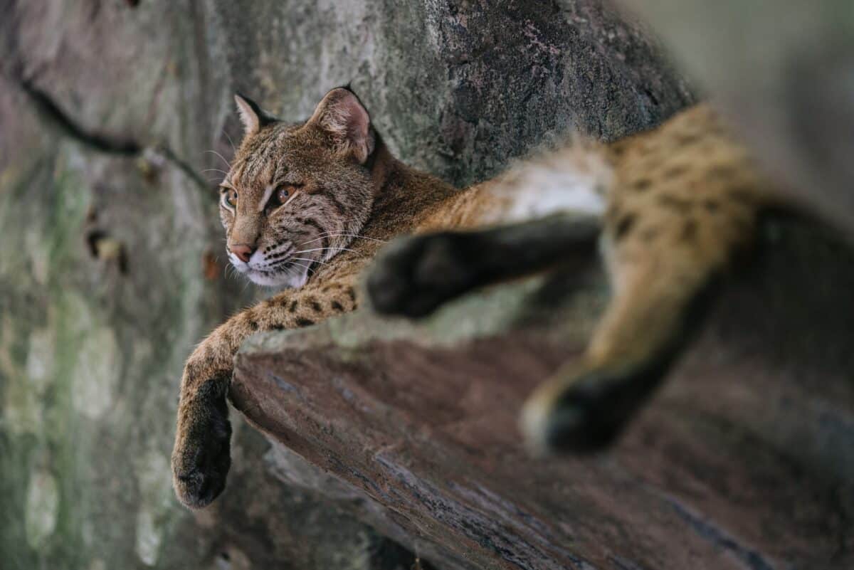 lynx
