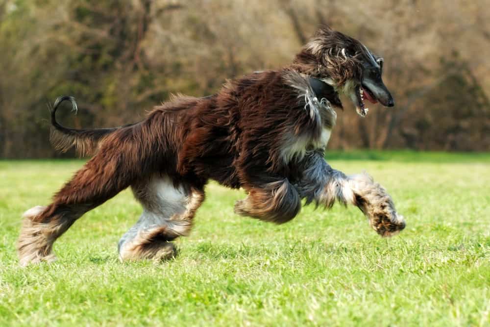 chien afghan