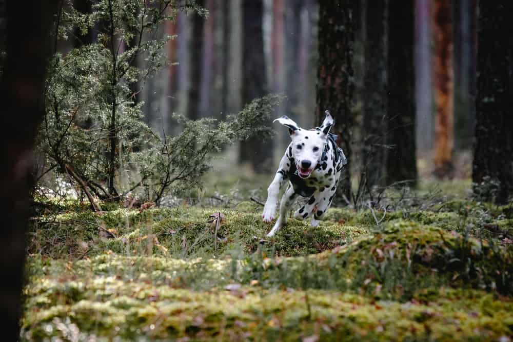 Dalmation