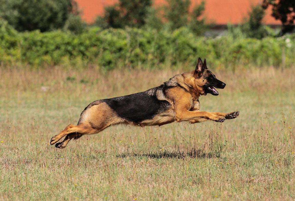 Berger allemand