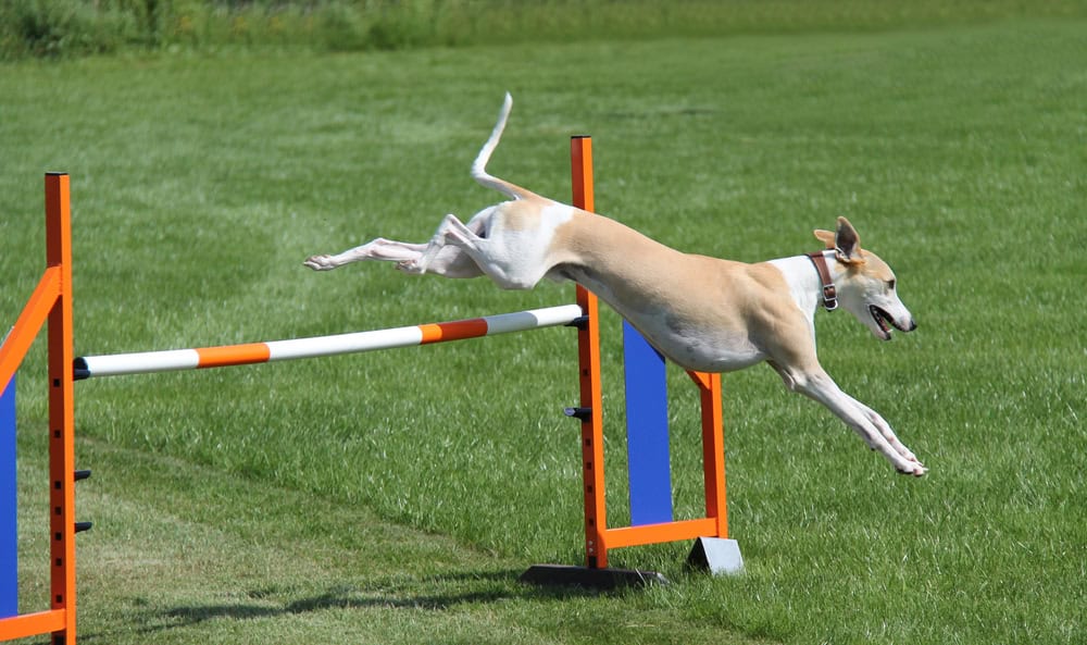 Whippet