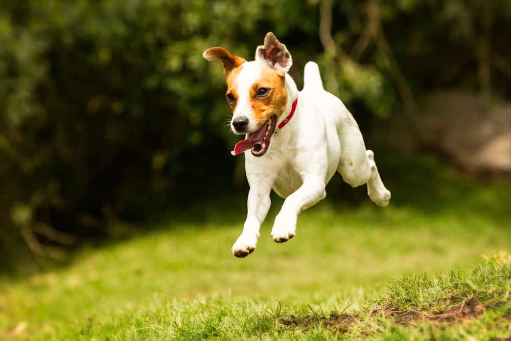 Jack Russel