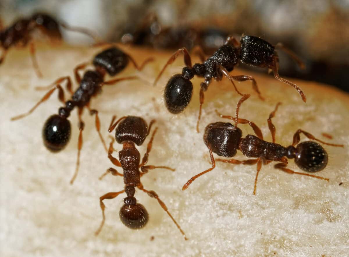 Fourmis