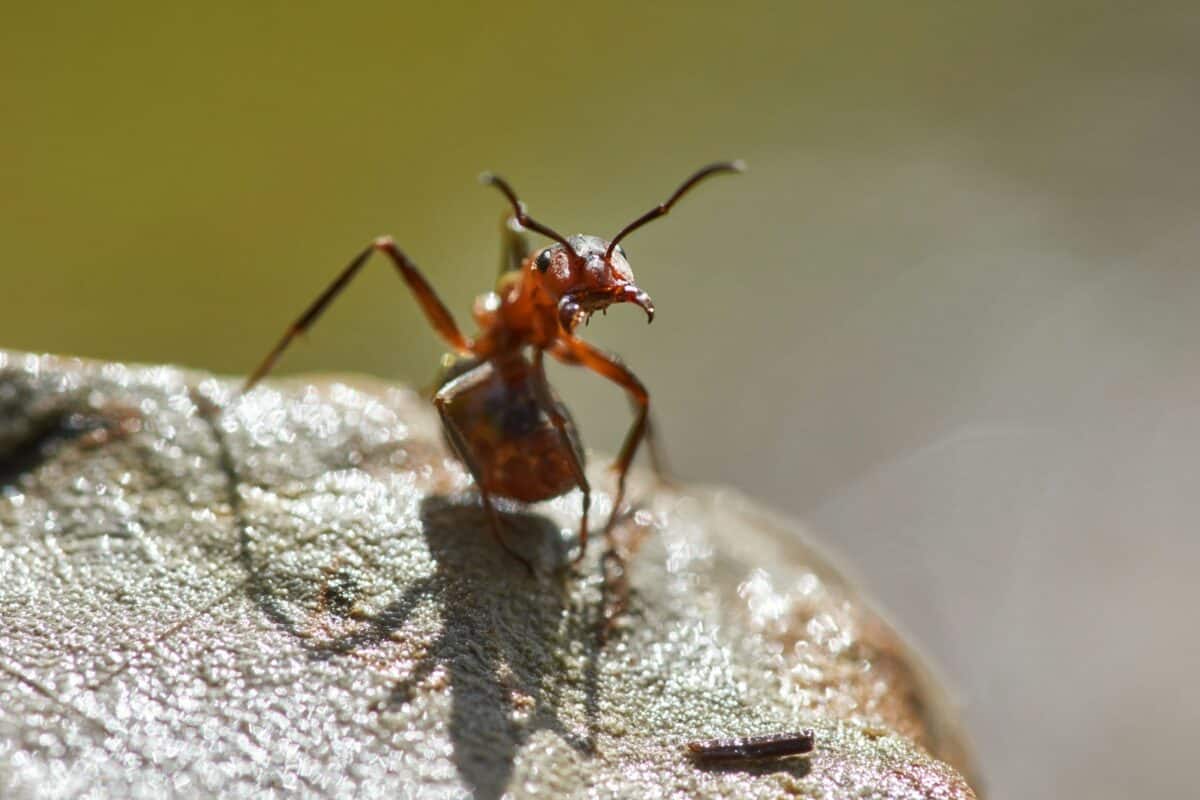 macro photographie de fourmi rouge sur un rocher pendant la journée