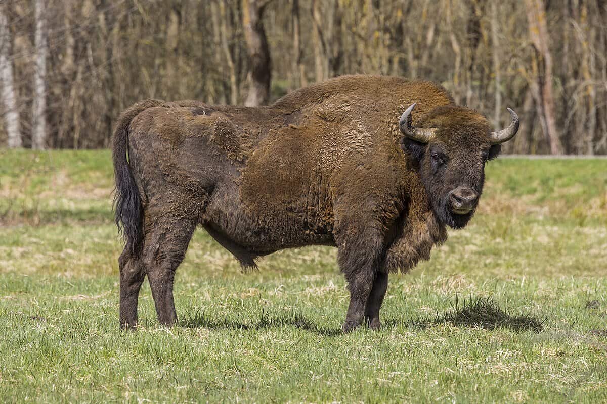 Bisons d'Europe.