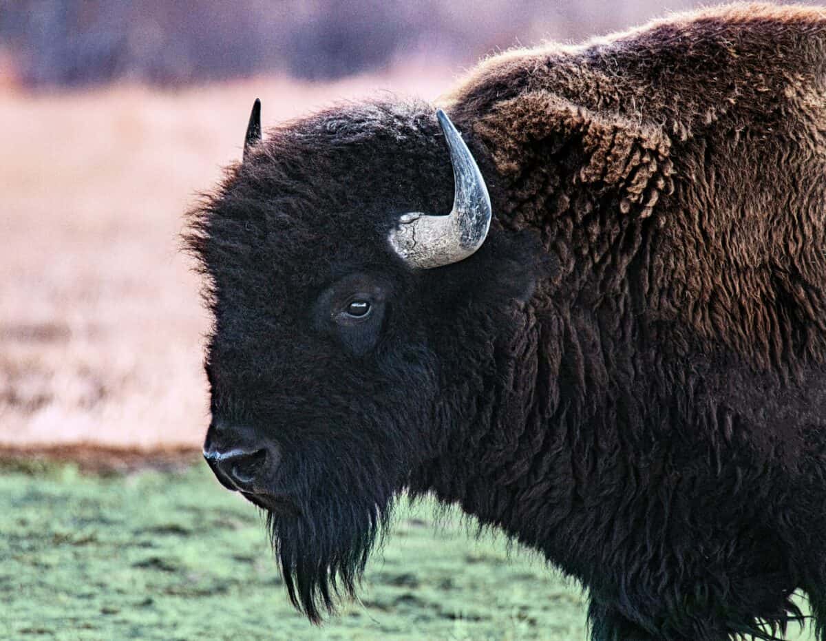 Bison