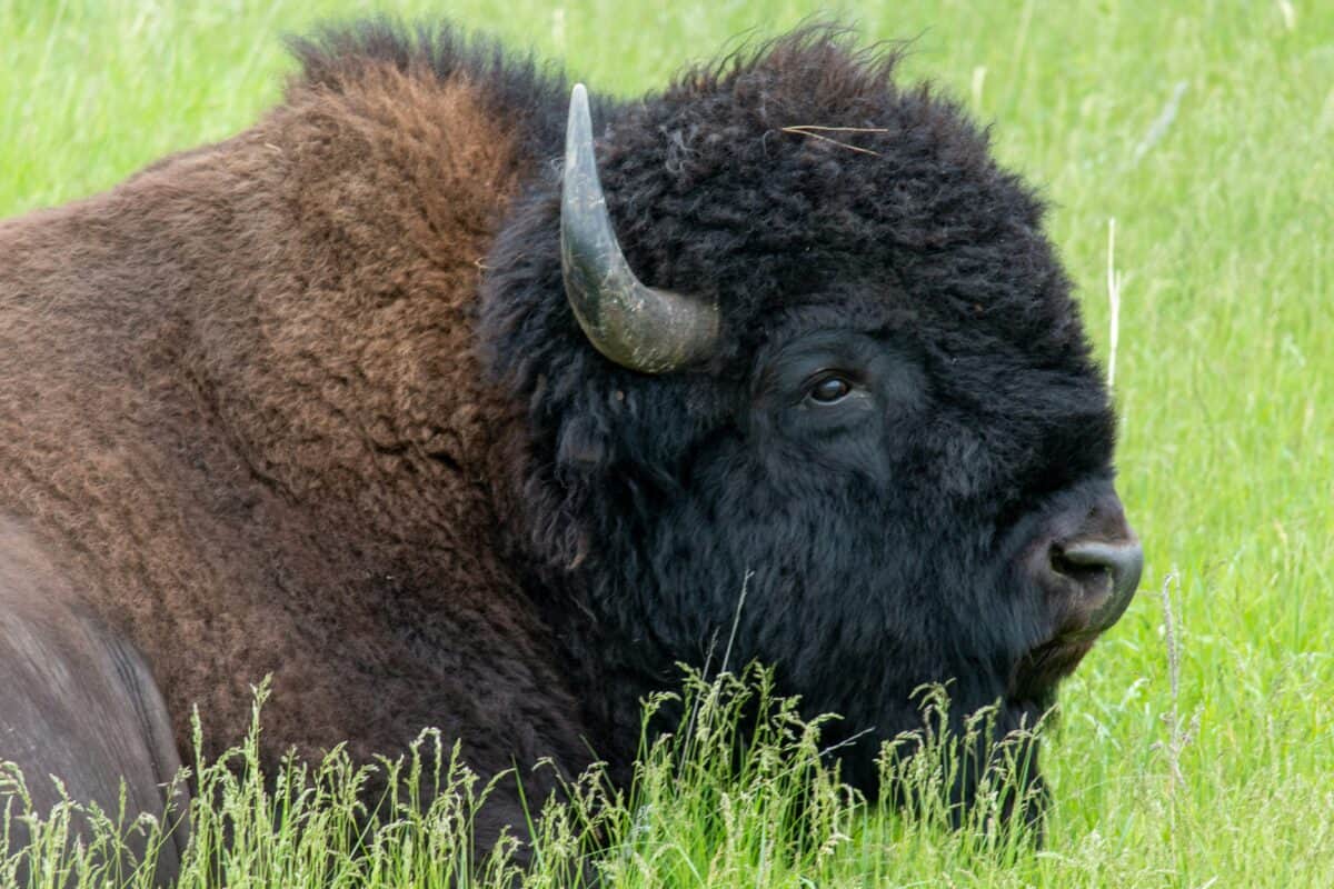 Bison