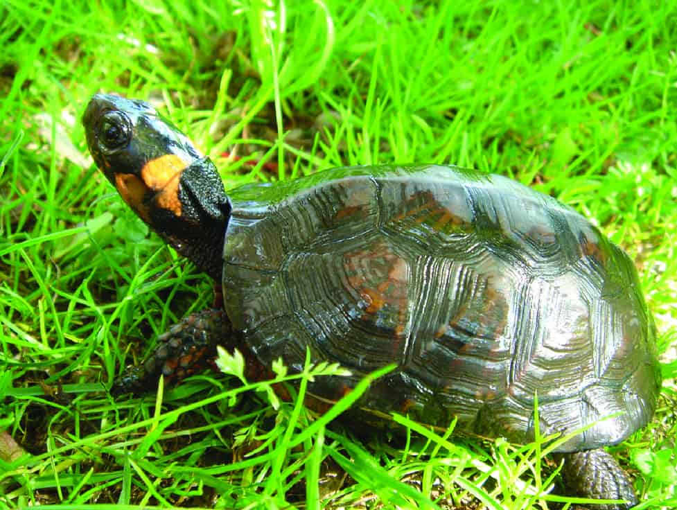 Tortue des tourbières