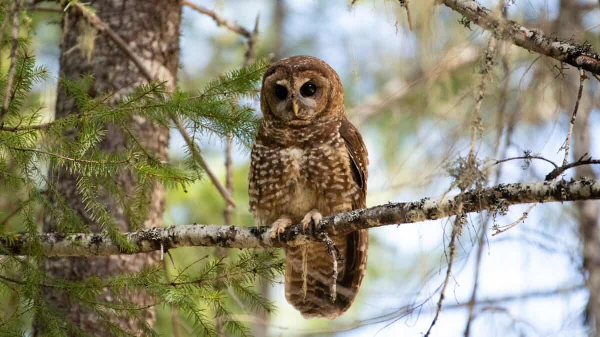 Hibou