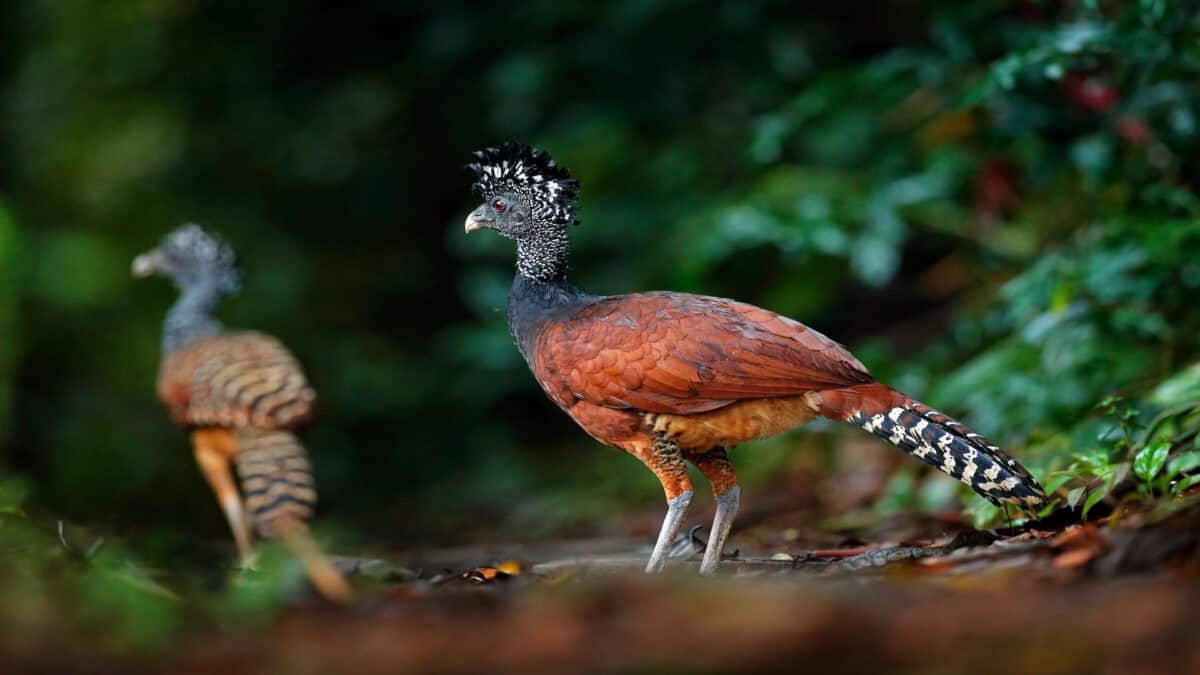 Portrait du Grand Curassow, Crax rubra, Costa Rica.