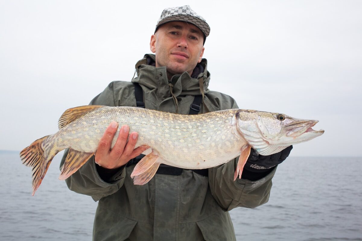 poisson doré