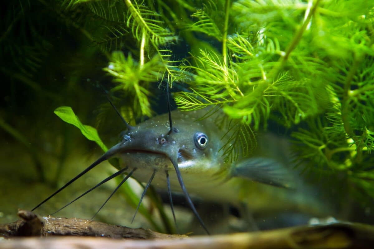 Poisson-chat de rivière :