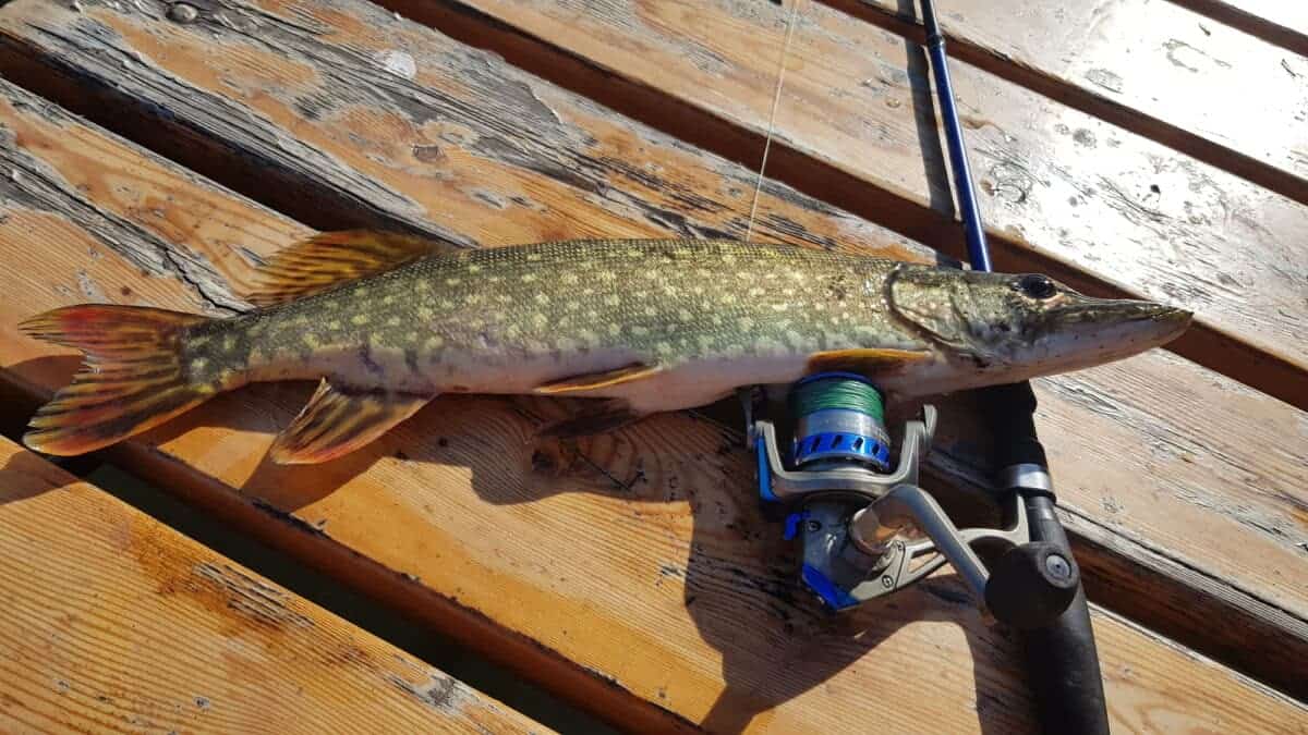 Maskinongé (Esox masquinongy)