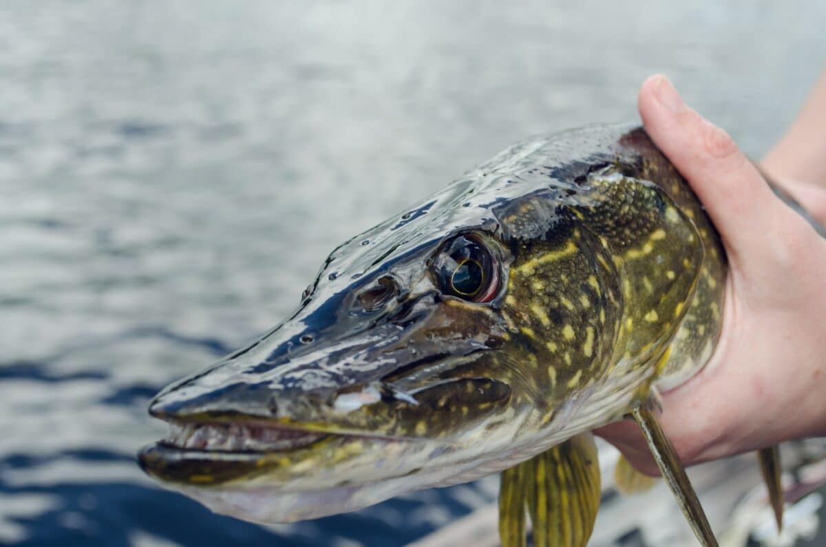 Grand brochet