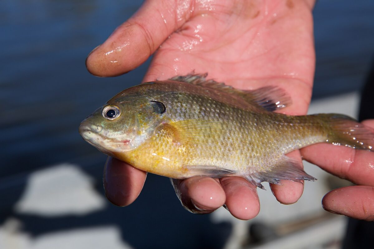 poisson arlequin