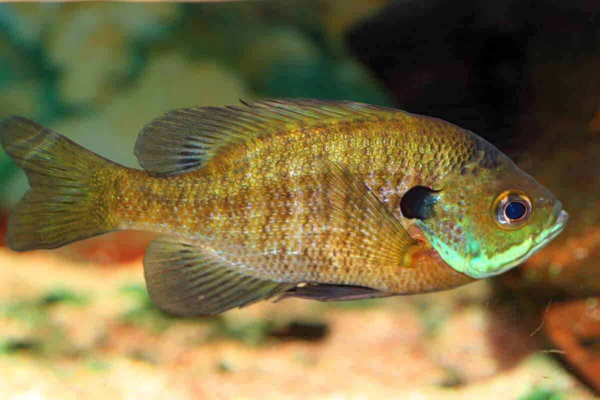 Marigane (Pomoxis spp.)