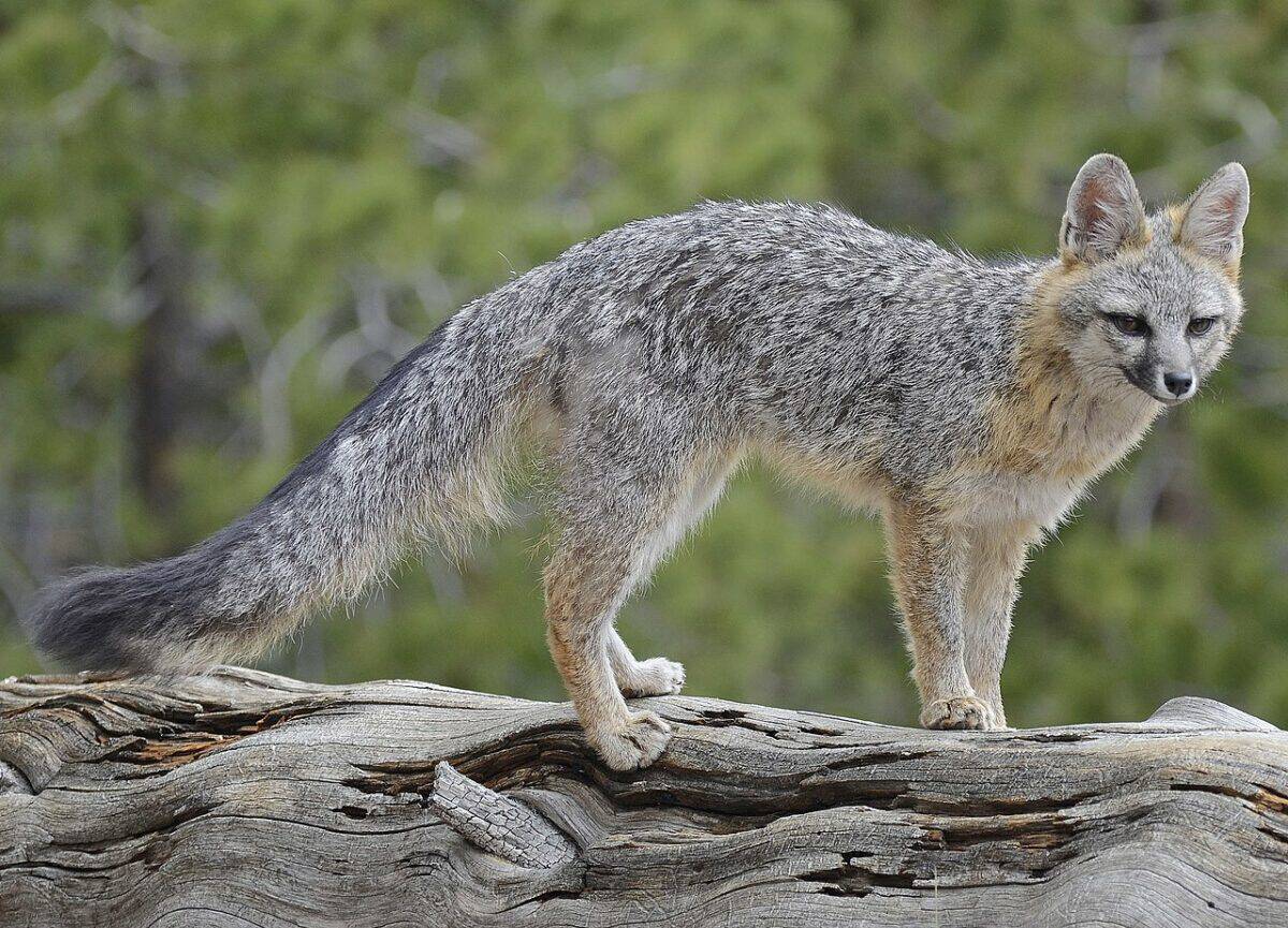Renard gris