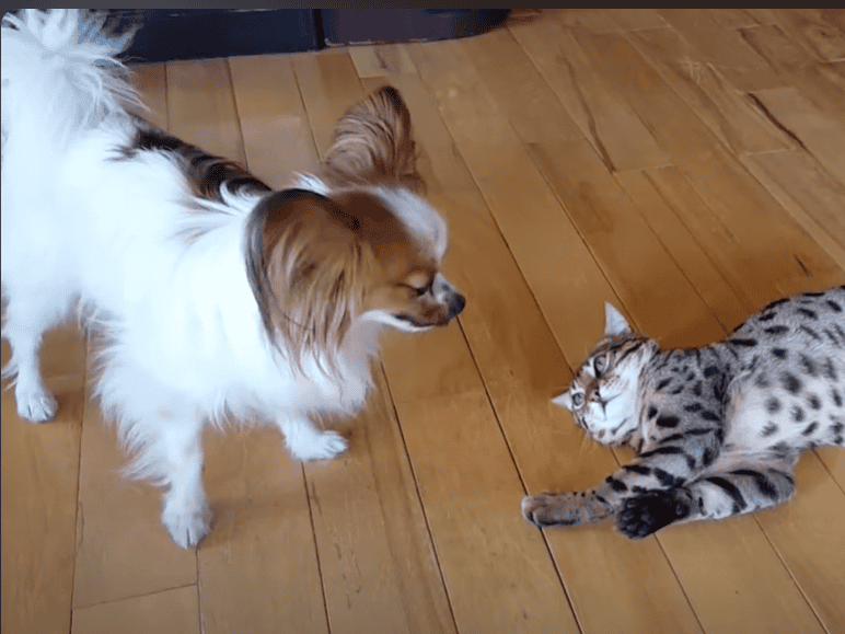 Chat Savannah et chien Papillon jouant