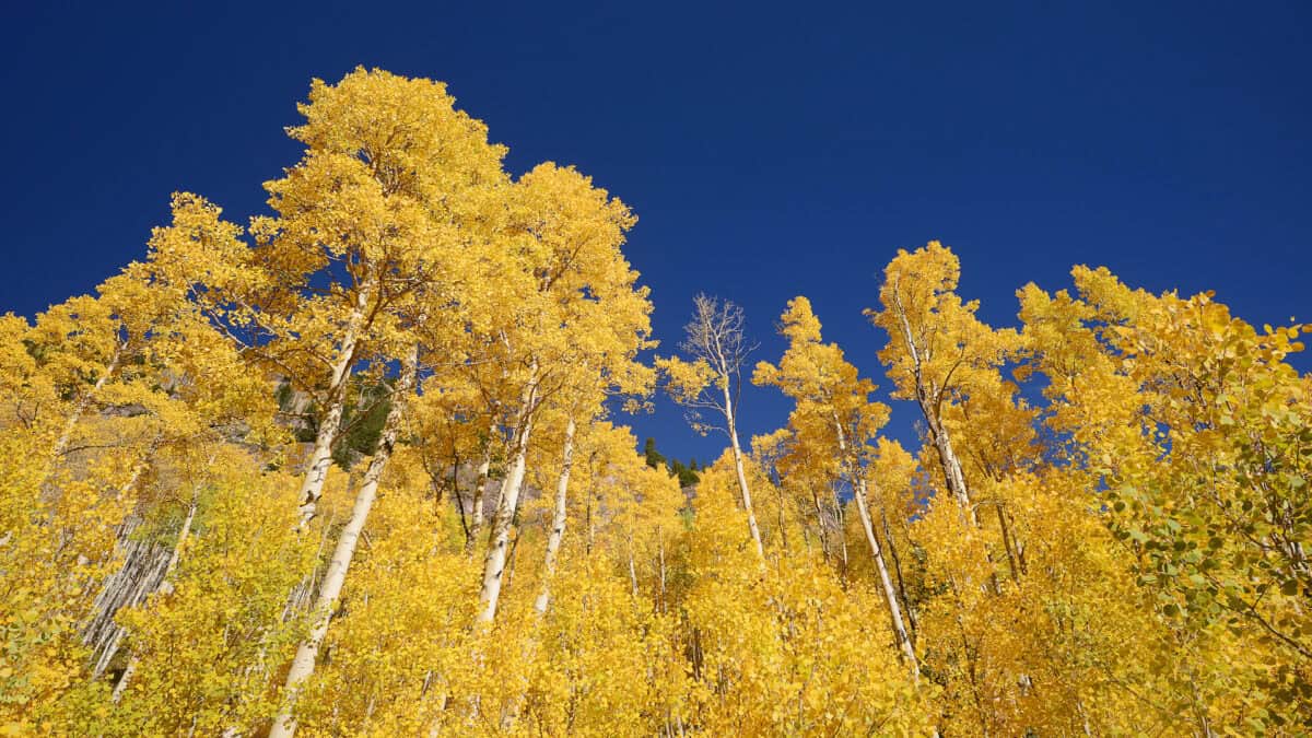 Peuplier jaune du Colorado.