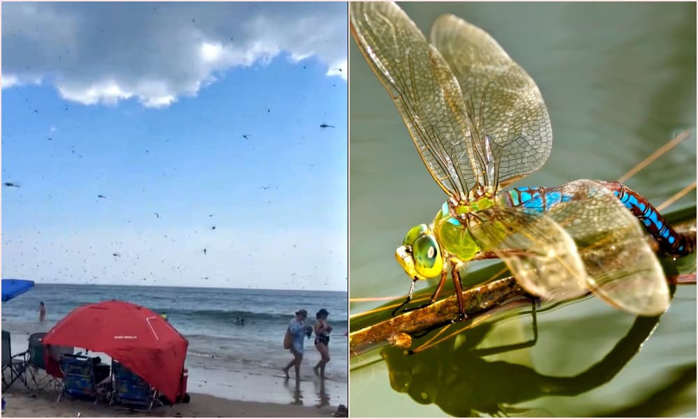 Les libellules envahissent la plage de Rhode Island