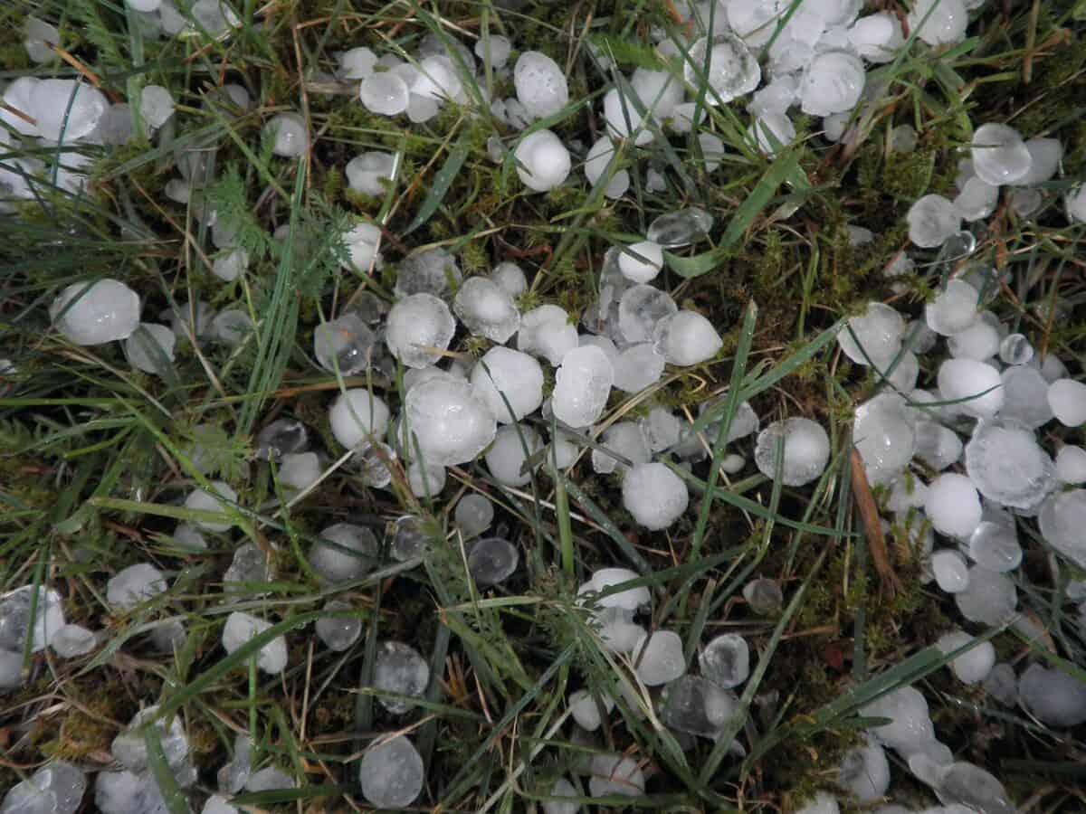 grêle, grêlons, météo, tempête, précipitations, herbe, pelouse, grêle, grêle, grêle, grêle, grêle