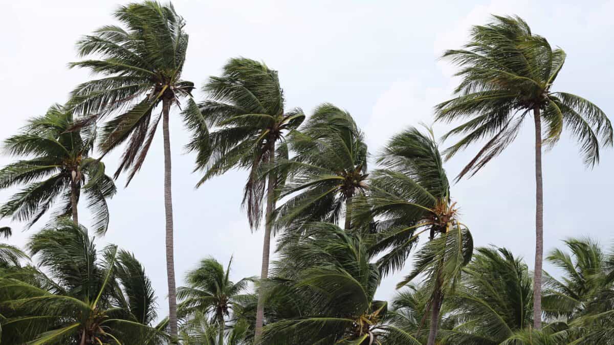 Des vents forts frappent les cocotiers, signalant une tornade, un typhon ou un ouragan. Image de