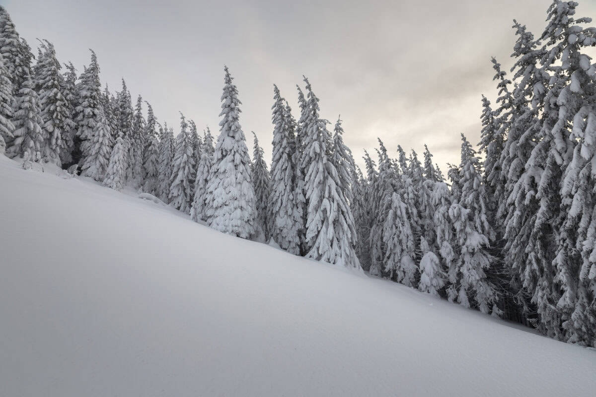 chute de neige