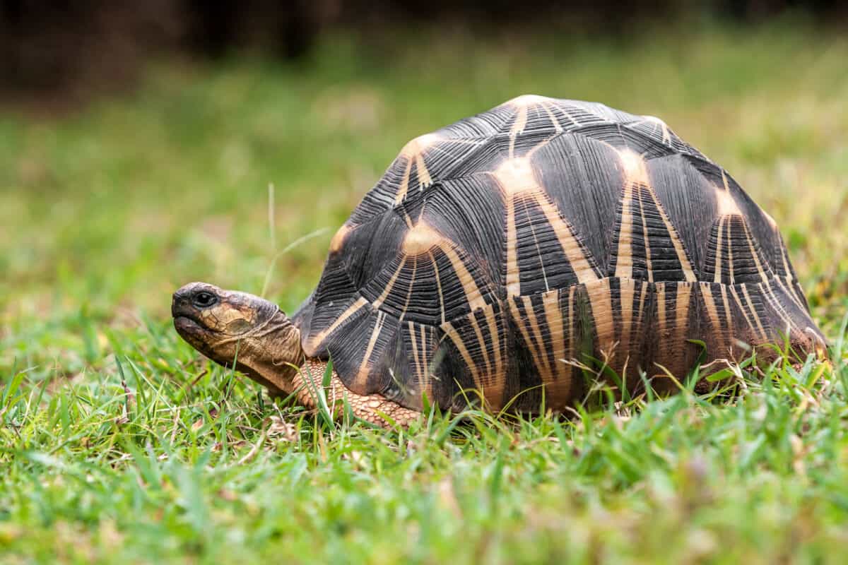 Tortue rayonnée