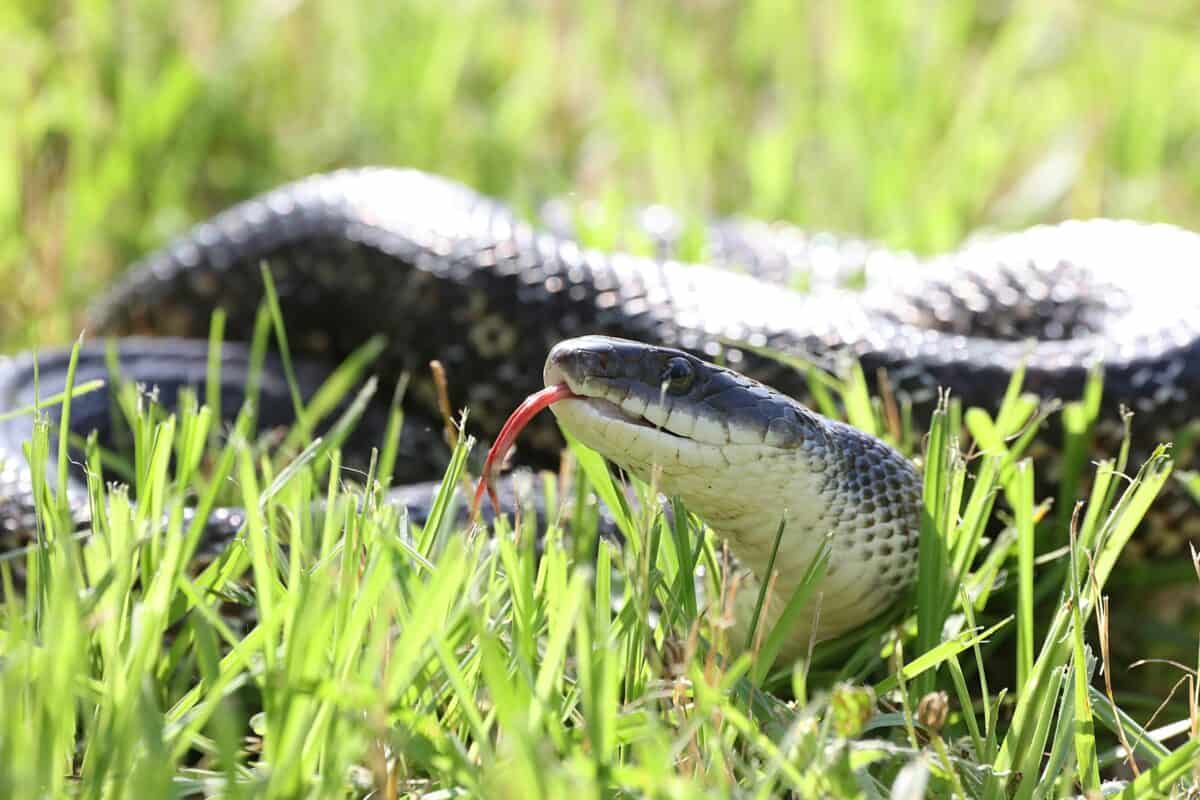 Un serpent se cache dans l'herbe.