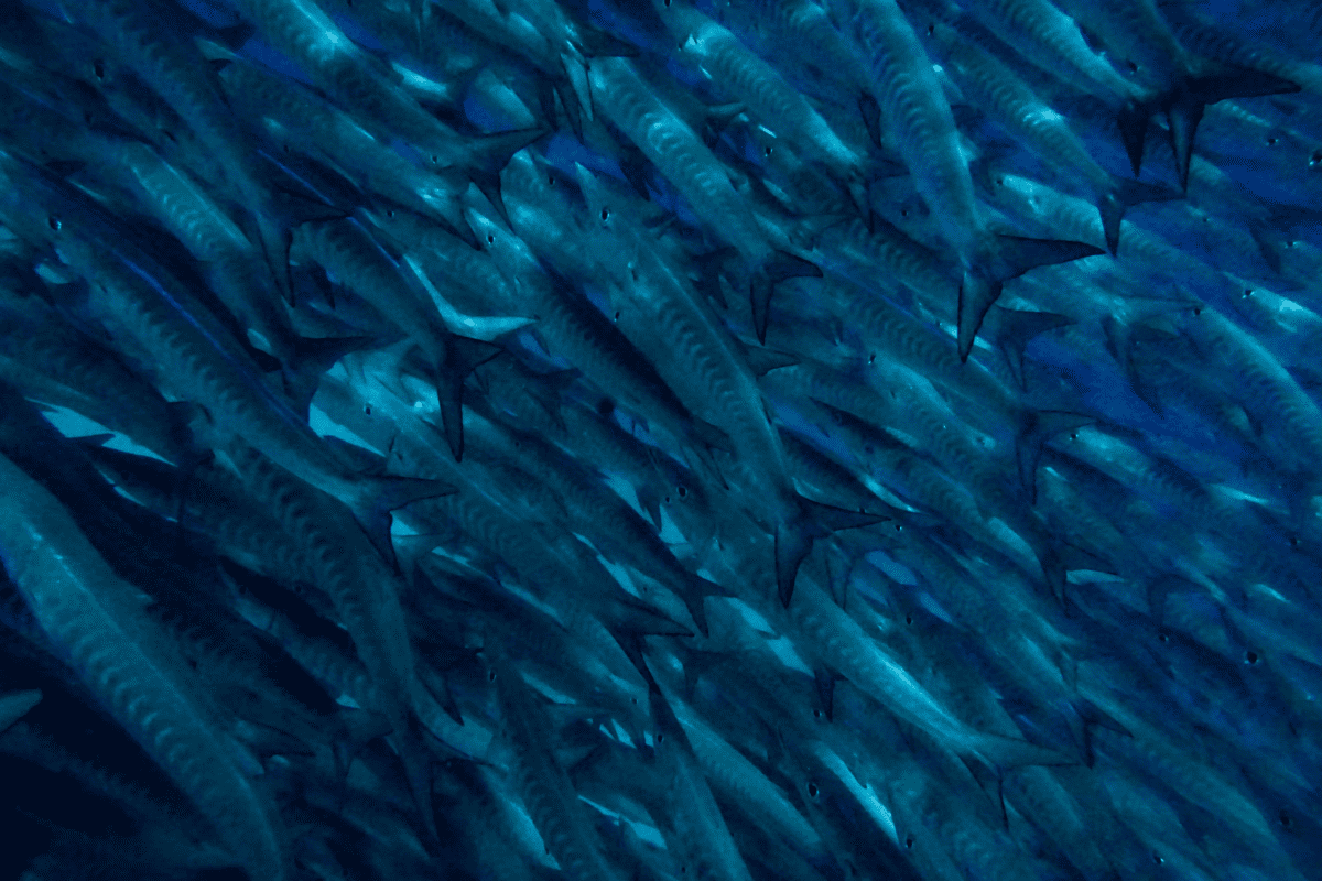 barracuda