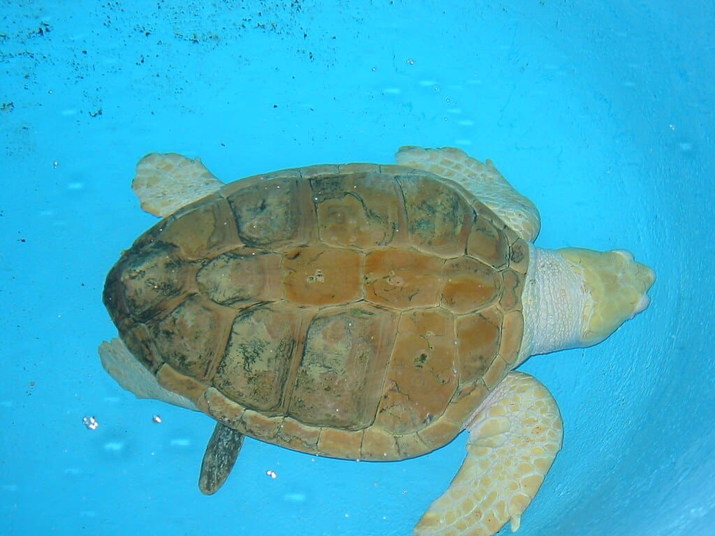Tortue