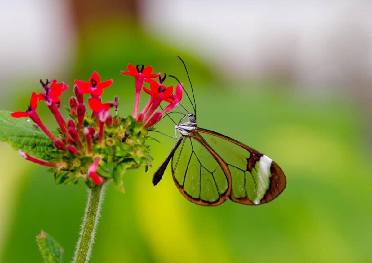 Papillon aile de verre