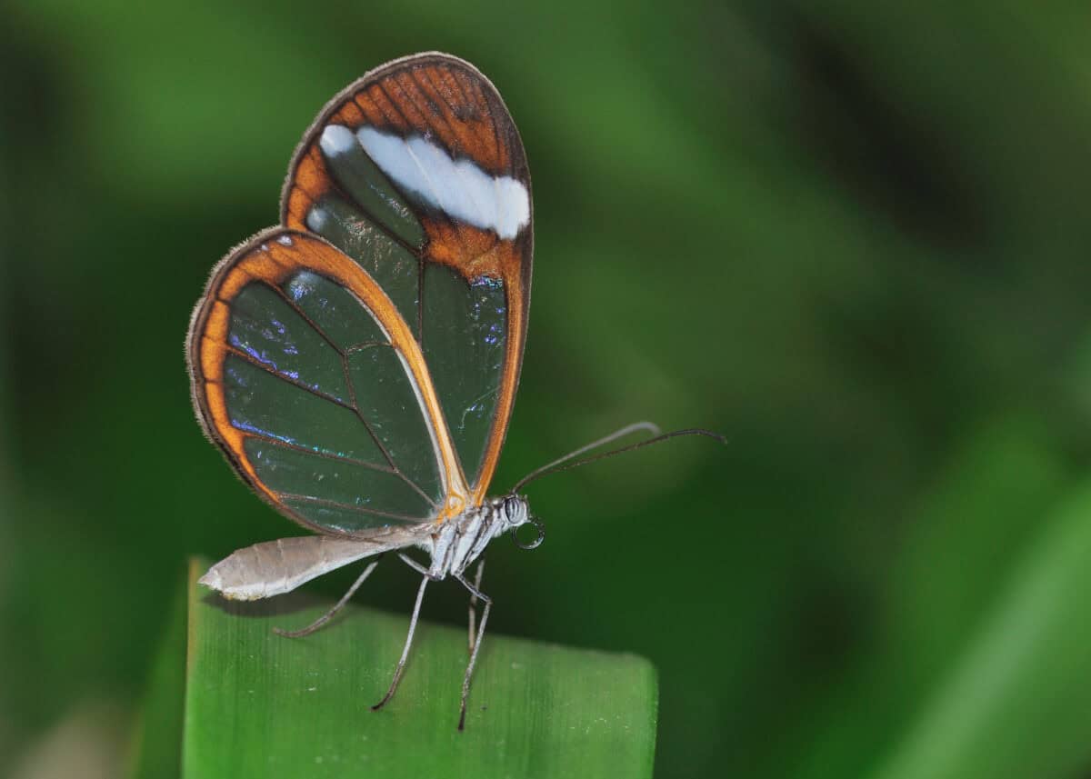 Papillon aile de verre
