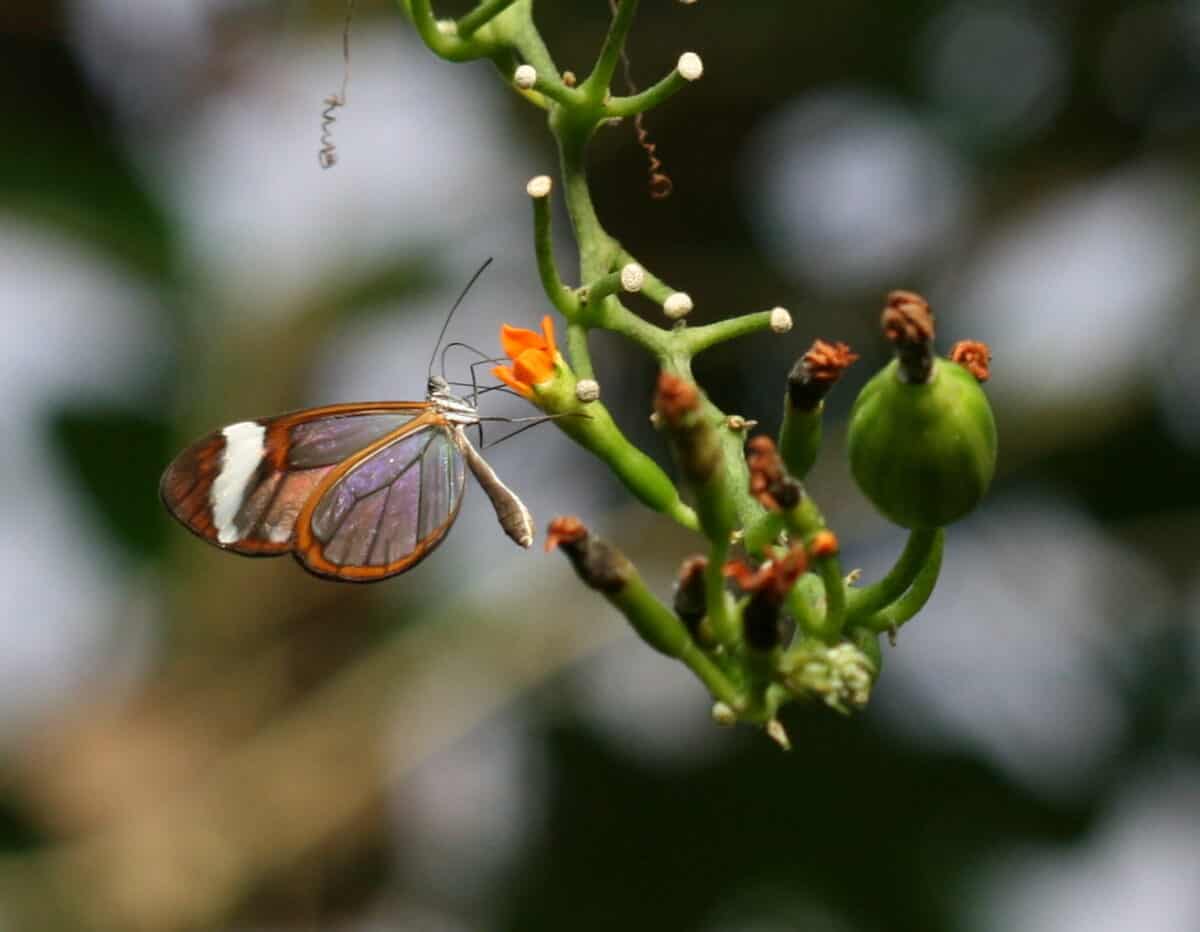 Papillon aile de verre