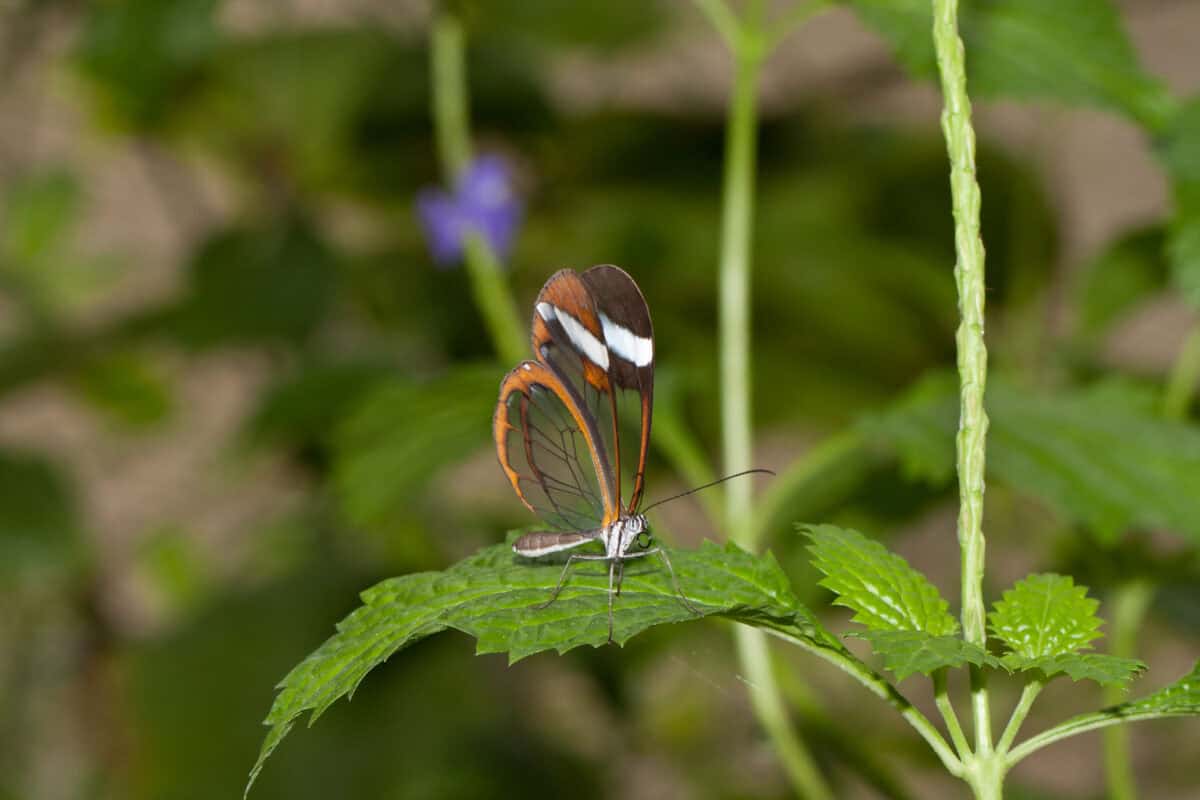 Papillon aile de verre