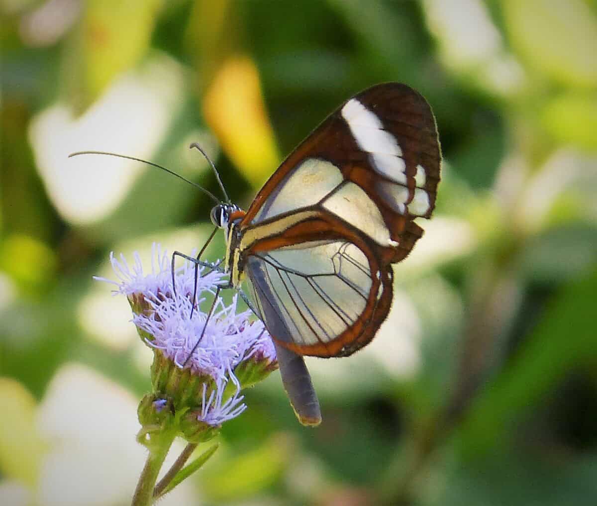 Papillon aile de verre