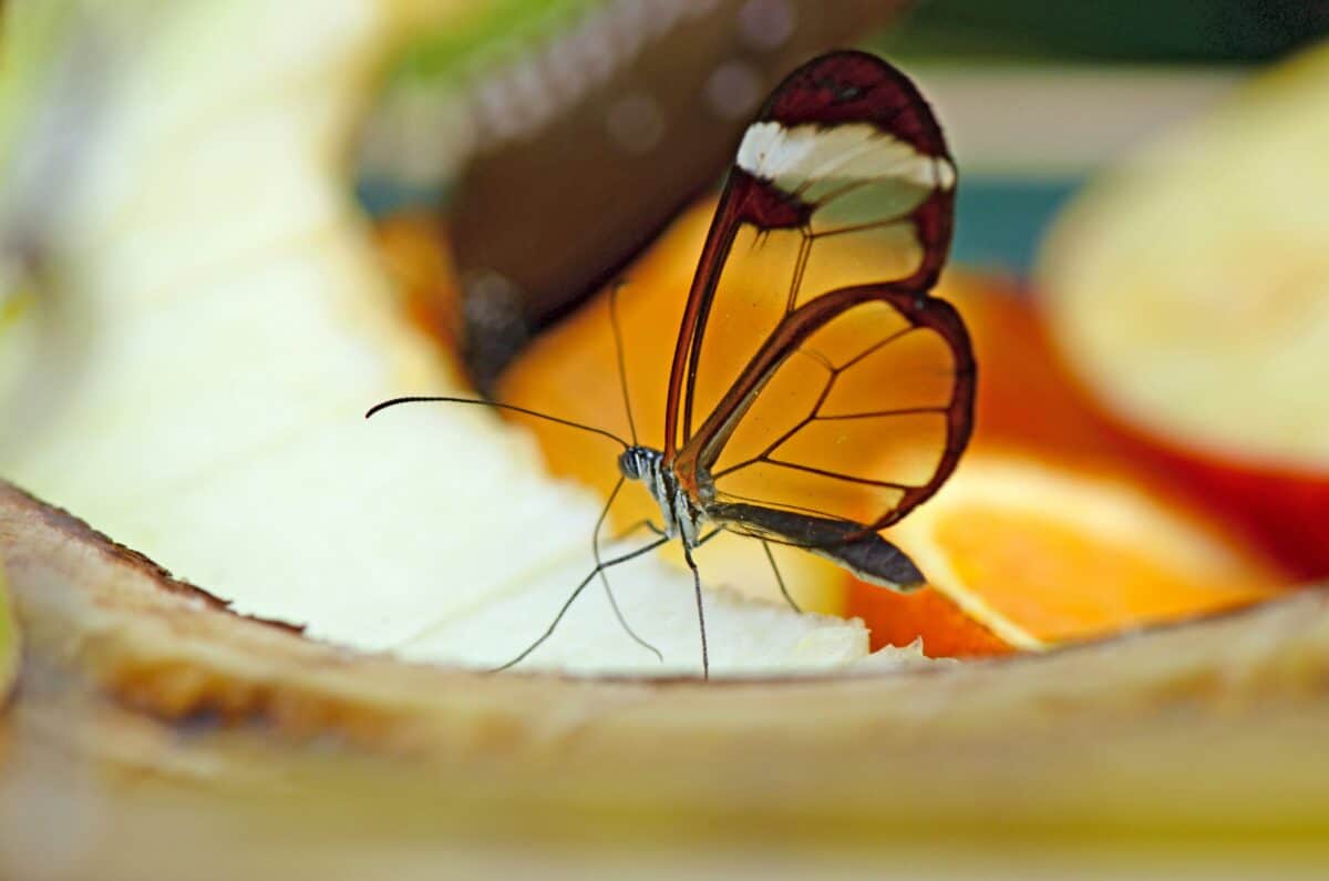 Papillon aile de verre