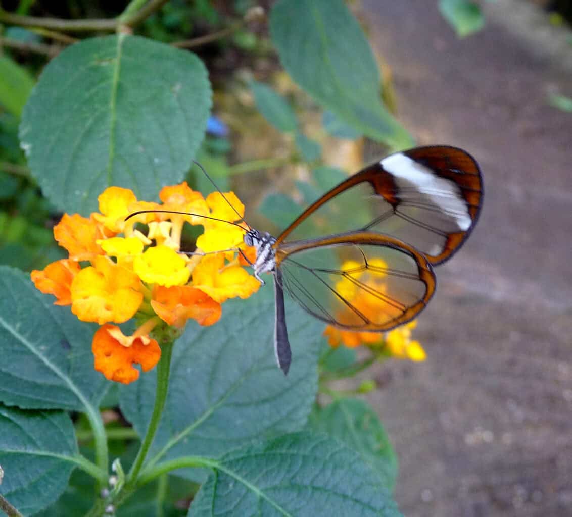 Papillon aile de verre